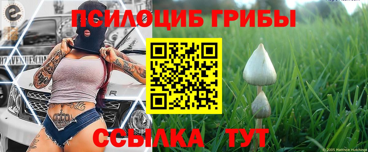Краснознаменск  Галлюциногенные грибы Cubensis  Вход с VPN 